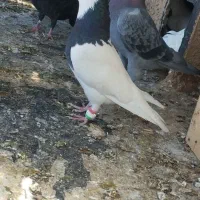 کفتر