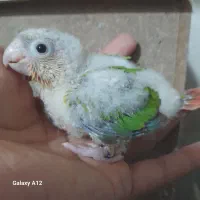 جوجه گرینچیک و جوجه برزیلی|پرنده|بهبهان, |دیوار