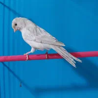 قناری سیلور نقره ای|پرنده|لاهیجان, لیالستان|دیوار