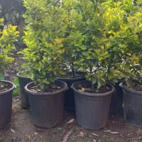 شمشاد طلایی در تعداد بالا تک و عمده بزرگ و کوچک