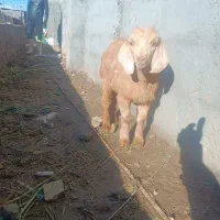 بزغاله نر از شیر باز و بز نر سانن