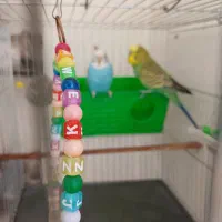 مرغ عشق|پرنده|فردیس, فردیس|دیوار