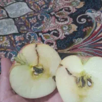 سیب|خوردنی و آشامیدنی|گرگان, |دیوار