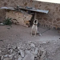 سگ سرابی|سگ|زنجان, |دیوار