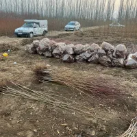 پیشفروش نهال بادام آذر باشرایط چک|خدمات باغبانی و درختکاری|صمصامی, |دیوار