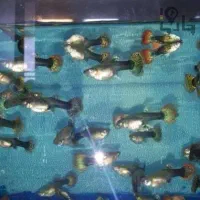 ماهی گپی مولد و کالر ویدئو|ماهی|تایباد, |دیوار