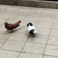 طوق دم دار با سرخ