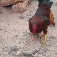 خروس قرمز|حیوانات مزرعه|شوط, |دیوار