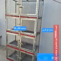 قفس انواع پرنده و حیوانات خانگی مرغ عروس هلندی