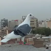 نر و ماده پلاکی دوخط سبز و دوکت سیاه پلاکی|پرنده|اندیمشک, |دیوار