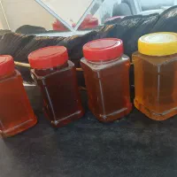 پخش عسل گرمسیری و درمانی