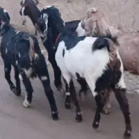 بز آبستن|حیوانات مزرعه|کاشمر, |دیوار