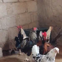 مرغ وخروس|پرنده|قشم, |دیوار