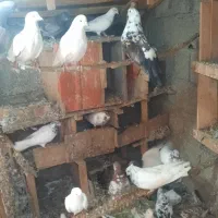 فروش تعدادی کبوتر
