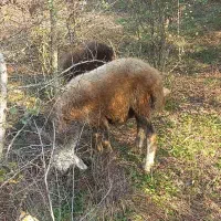 سلام نره بره  های تخمی برای داشتی  کبود|حیوانات مزرعه|رامیان, |دیوار