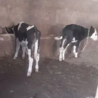 گوساله ماده سمینتال|حیوانات مزرعه|تبریز, |دیوار