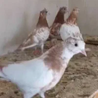 جوجه کبوتر سفید گمشده سهیلیه