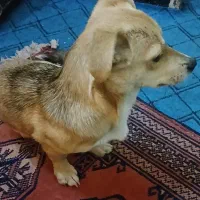 سگ دورگه تربیت شده