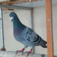 کبوتر