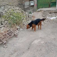 یک قلاده ژرمن وا گذاری میشود|سگ|بومهن, |دیوار