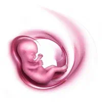 ت خم ک اهدایی ورحم جایگزین