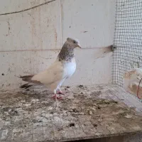 کفتر|پرنده|طبس, |دیوار