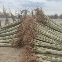 نهالستان گردو بادام صنوبر و صنوبر و کبوده