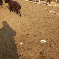 2راس بره نره|حیوانات مزرعه|جوادآباد, |دیوار