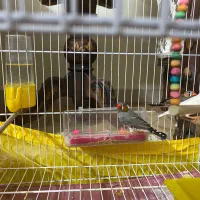 واگذاری فنچ فقط به پاسیودار|پرنده|کرج, چهارصد دستگاه|دیوار