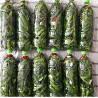 خیارشور خانگی|خوردنی و آشامیدنی|شیراز, بعثت|دیوار