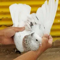 *کبوتر شازده هما سرور