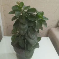 گلهای زیبای خانگی|گل و گیاه طبیعی|تهران, تهرانپارس غربی|دیوار