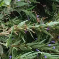 کاکوتی|گل و گیاه طبیعی|تایباد, |دیوار