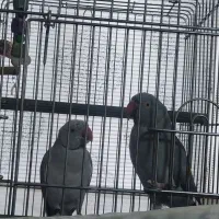 جفت ملنگو مولد طوسی