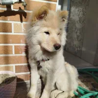 توله چاو چاو 4ماهه|سگ|بروجن, |دیوار