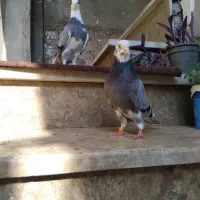 جهت معاوضه