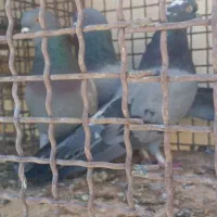 کبوتر صداکن|پرنده|لاران, |دیوار