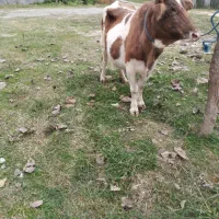 گاو چالوسی|حیوانات مزرعه|فومن, |دیوار