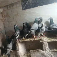 کفتر