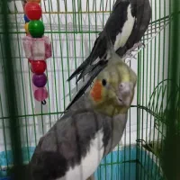 یک جفت عروس هلندی