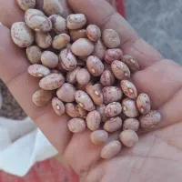 لوبیا چیتی