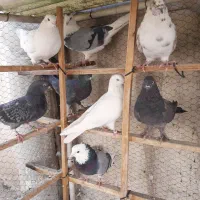 پرنده کفتر کبوتر|پرنده|تهران, افسریه جنوبی|دیوار