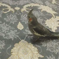 عروس هلندی دستی جوجه