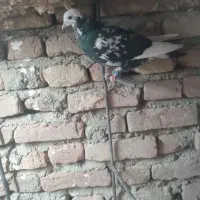 کشکیله هفرنگ|پرنده|سبزوار, شهرک ابوذر|دیوار