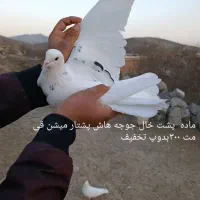 کفتر|پرنده|اصلاندوز, |دیوار