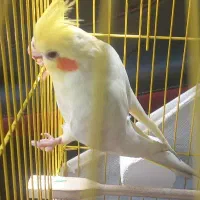 عروس هلندی