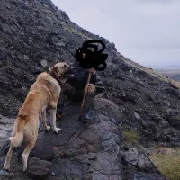 واگزاری سگ نگهبان