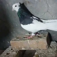 کبوتر|پرنده|مرند, |دیوار