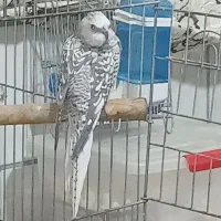 طوطی عروس هلندی گمشده