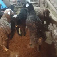 قوچ  فروشی|حیوانات مزرعه|فرمهین, |دیوار